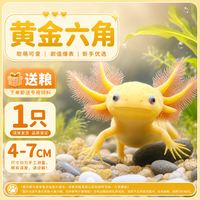 西洲曲 六角恐龙鱼冷水淡水鱼好养耐活六角龙鱼易存活小鱼苗动物宠物鱼