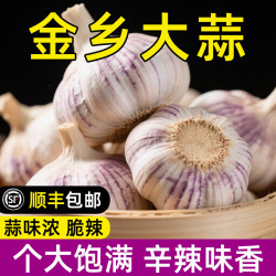 金乡大蒜 新鲜紫皮干蒜款 净重1斤 优选中果45-50mm