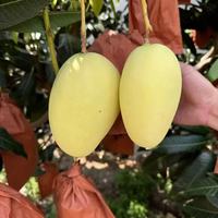 京喜加 黄皮凯特芒 带箱10斤 芒果