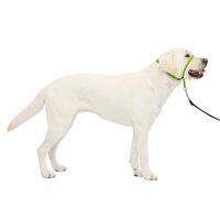 PetSafe 头套式牵引项圈 大型犬防拉训练 尼龙柔软鼻环 可调节舒适 苹果绿