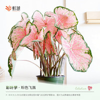 虹越 DH彩叶芋 粉色飞溅 150#盆栽