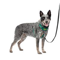 PetSafe Easy Walk 舒适无拉狗狗胸背带全身衬垫 - 第一次使用时更好的行走 - 5 个调节点 中号/大号,绿色