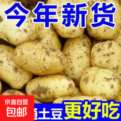 京喜自营-专用品牌 山东 新鲜土豆 3斤 中大果2两起