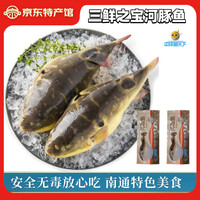 中洋鱼天下 国产无毒河豚鱼 150g/条 10条礼盒装