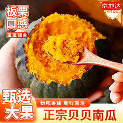 京地达 山东贝贝南瓜 净重3斤单果250g+板栗口感新鲜蔬菜源头直发 尝鲜装| 3斤