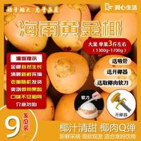 锦润心海南黄金椰新鲜采摘椰青大果天然椰子水椰汁椰子蛋孕妇水果补羊水