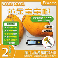 锦润心海南黄金椰新鲜采摘椰果天然椰子水椰青孕妇补羊水-宝宝椰单果2斤 情侣装2枚(宝宝椰 单果约900-1100g)