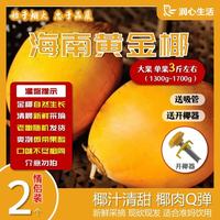 锦润心海南黄金椰新鲜采摘椰青大果天然椰子水椰汁椰子蛋孕妇水果补羊水 情侣装2枚(大果 单果约1300-1600g)