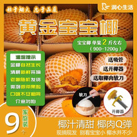 锦润心海南黄金椰新鲜采摘椰果天然椰子水椰青孕妇补羊水-宝宝椰单果2斤 家庭装9枚送软刀