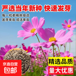 格桑花种子20-30粒