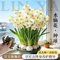 临雅 水仙花盆栽 种球6个+营养液2袋