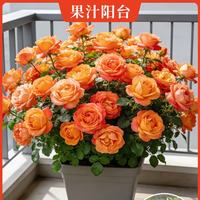 临雅 果汁阳台 玫瑰花苗 1盆