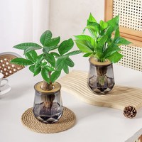 朵芝采 水培植物发财树盆栽2盆