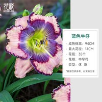 虹越 大花萱草 宿根花卉 盆栽