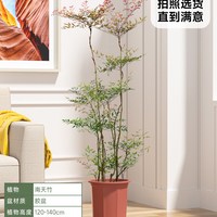 临雅 火焰南天竹 水培带根 落地盆栽
