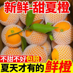 广西 高山新鲜夏橙 薄皮酸甜水果 整箱包邮