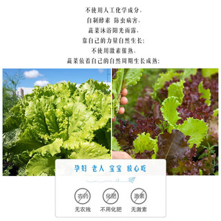 听蔬 有机上海青小油菜 500g