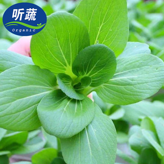 听蔬 有机上海青小油菜 500g