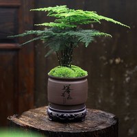 艺韵 文竹00258 文竹盆栽 室内植物 带盆栽好
