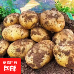 京喜 山东黄皮土豆  2斤净重
