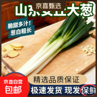 京喜 山东安丘大葱 带皮去半叶 净重5斤