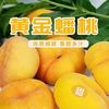 OLOEY 山东蒙阴黄金毛蟠桃 净重2斤 4-7个
