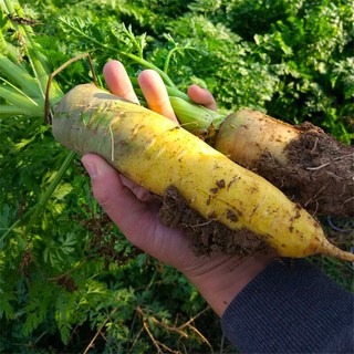京鲜生 山东带泥黄胡萝卜 净重1.8斤 单果100g+ 根茎类蔬菜