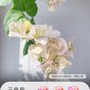 花叶春 卡亚塔三角梅盆栽 带花苞老桩大苗
