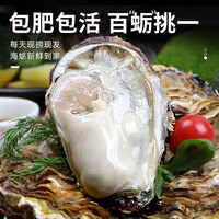 缤鲜 乳山生蚝 鲜活特大 贝类