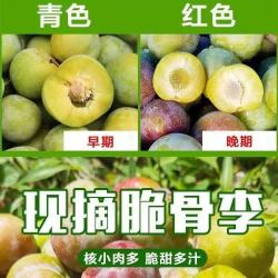 京喜加 四川半边红脆李 带箱2斤 中果