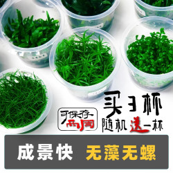 鱼缸水草植物造景无菌杯迷你牛毛矮日本珍珠趴地天胡挖耳椒草水榕