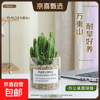 万重山多肉套装（玻璃盆 + 黄金砂 + 营养土）含盆