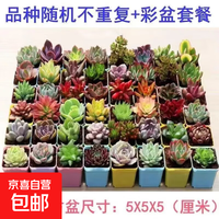 精品多肉植物 精选随机1颗多肉+1个塑料彩盘+土