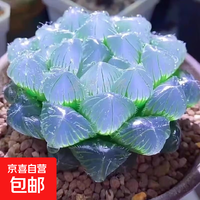 蓝镜玉露 多肉植物组合盆栽 5厘米 颜色偏绿 黑盆栽