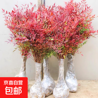 室内南天竹盆栽树苗庭院水养植物火焰红天竺室外花境绿篱景观植物 60-70厘米高