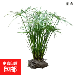 水竹风车草挺水生植物鱼缸造景养龟池塘真草净化水质盆栽旱伞草 水竹20-30cm