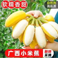 北森南屿 广西小米蕉9斤