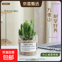 多肉植物仙人掌盆栽小盆栽开花可爱桌面万重山绿植 万重山+玻璃盆+黄金砂+营养土 含盆