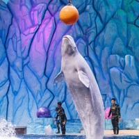 [珠海长隆海洋王国-1日门票]特惠长隆海洋王国一日门票成人儿童无需预约