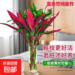 水培植物 红朱蕉+富贵竹60CM(6枝)