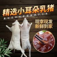 京战 新鲜现杀冷冻烤乳猪整只生猪脆皮猪酒店小耳脆皮烤乳猪 精品整只乳猪（10-12斤）