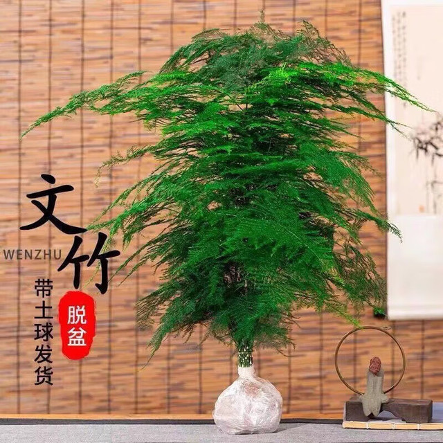京喜 文竹盆栽植物 15-20厘米小文竹(带土球发货)