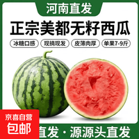 京喜 正宗冰糖麒麟美都有籽西瓜新鲜现摘现发皮薄肉甜河南夏邑源头直发 7-9斤1粒（净重7斤+）