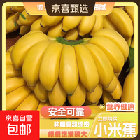 京喜加 正宗广西小米蕉现摘现发新鲜水果香蕉小芭蕉薄皮甜糯源头直发带箱9斤净重8.3斤