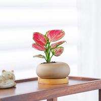 八芽 迷你 素砂鹌鹑蛋盆 竹底托