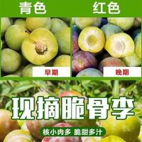 京喜加 四川半边红脆李 中果 带箱5斤