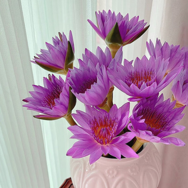 今日必买：京东鲜花 紫色睡莲花束10枝
