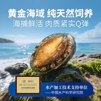张珍记 鲜活冷冻鲍鱼 福建大鲍鱼