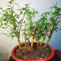 御春阁 佛肚竹盆景 40cm高 5-6棵连体苗 盆栽绿植