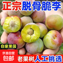 京喜加 618 正宗四川脆甜脱骨李子应季新鲜水果青脆酸甜脱骨李 青红脆李 1斤（单果15g+）